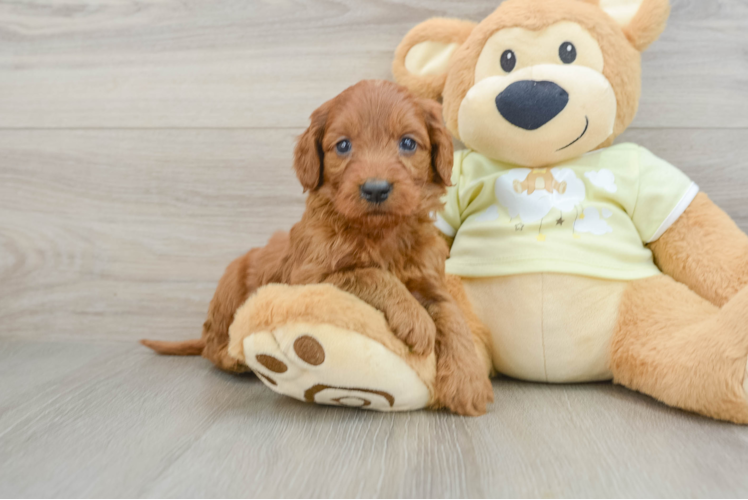 Mini Goldendoodle Puppy for Adoption