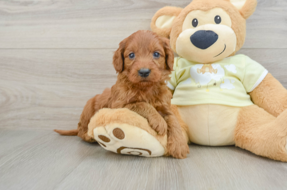 6 week old Mini Goldendoodle Puppy For Sale - Puppy Love PR