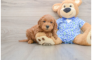 Sweet Mini Goldendoodle Baby