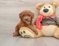 7 week old Mini Goldendoodle Puppy For Sale - Puppy Love PR
