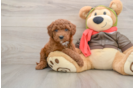 Sweet Mini Goldendoodle Baby