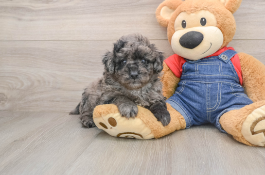 Happy Mini Goldendoodle Baby