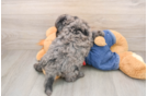 Sweet Mini Goldendoodle Baby