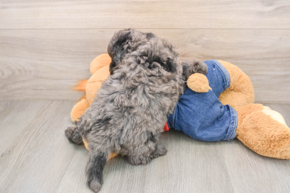 Sweet Mini Goldendoodle Baby