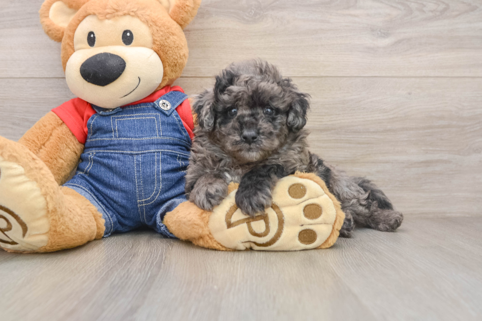 Mini Goldendoodle Pup Being Cute