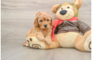 Small Mini Goldendoodle Baby