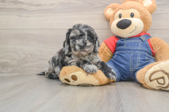 Petite Mini Goldendoodle Poodle Mix Pup