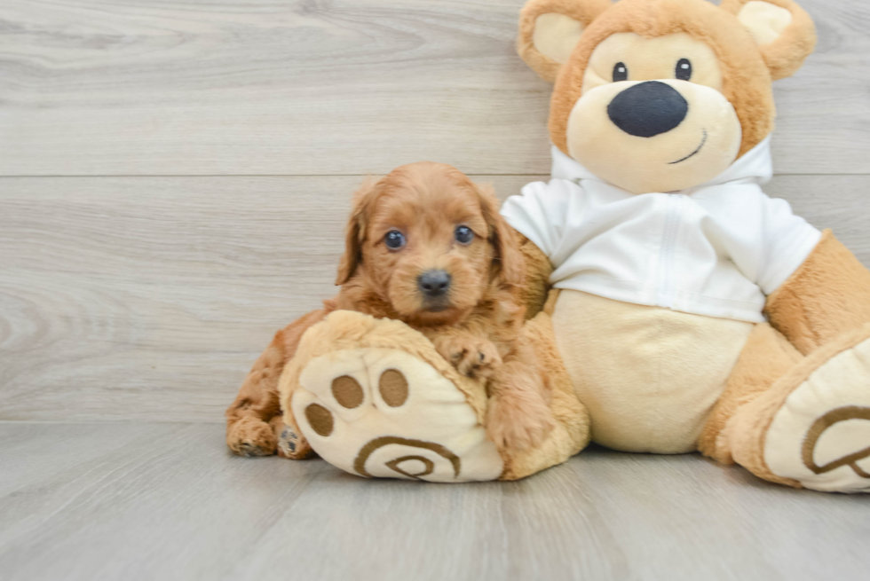 Little Mini Goldenpoo Poodle Mix Puppy