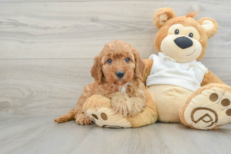 Mini Goldendoodle Pup Being Cute