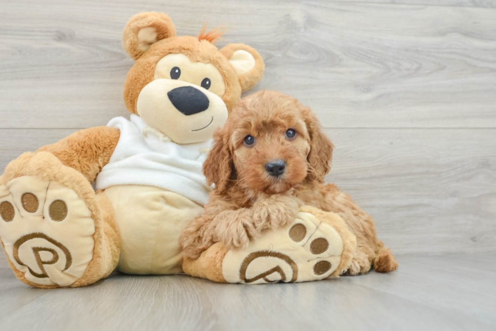 Mini Goldendoodle Puppy for Adoption