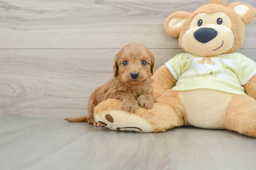 6 week old Mini Goldendoodle Puppy For Sale - Puppy Love PR