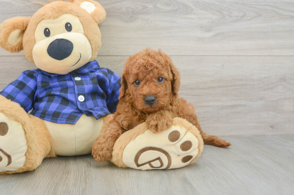 5 week old Mini Goldendoodle Puppy For Sale - Puppy Love PR