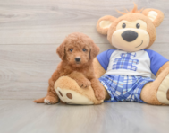 6 week old Mini Goldendoodle Puppy For Sale - Puppy Love PR