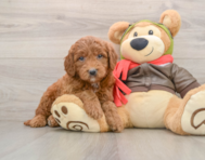 7 week old Mini Goldendoodle Puppy For Sale - Puppy Love PR
