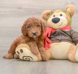 8 week old Mini Goldendoodle Puppy For Sale - Puppy Love PR