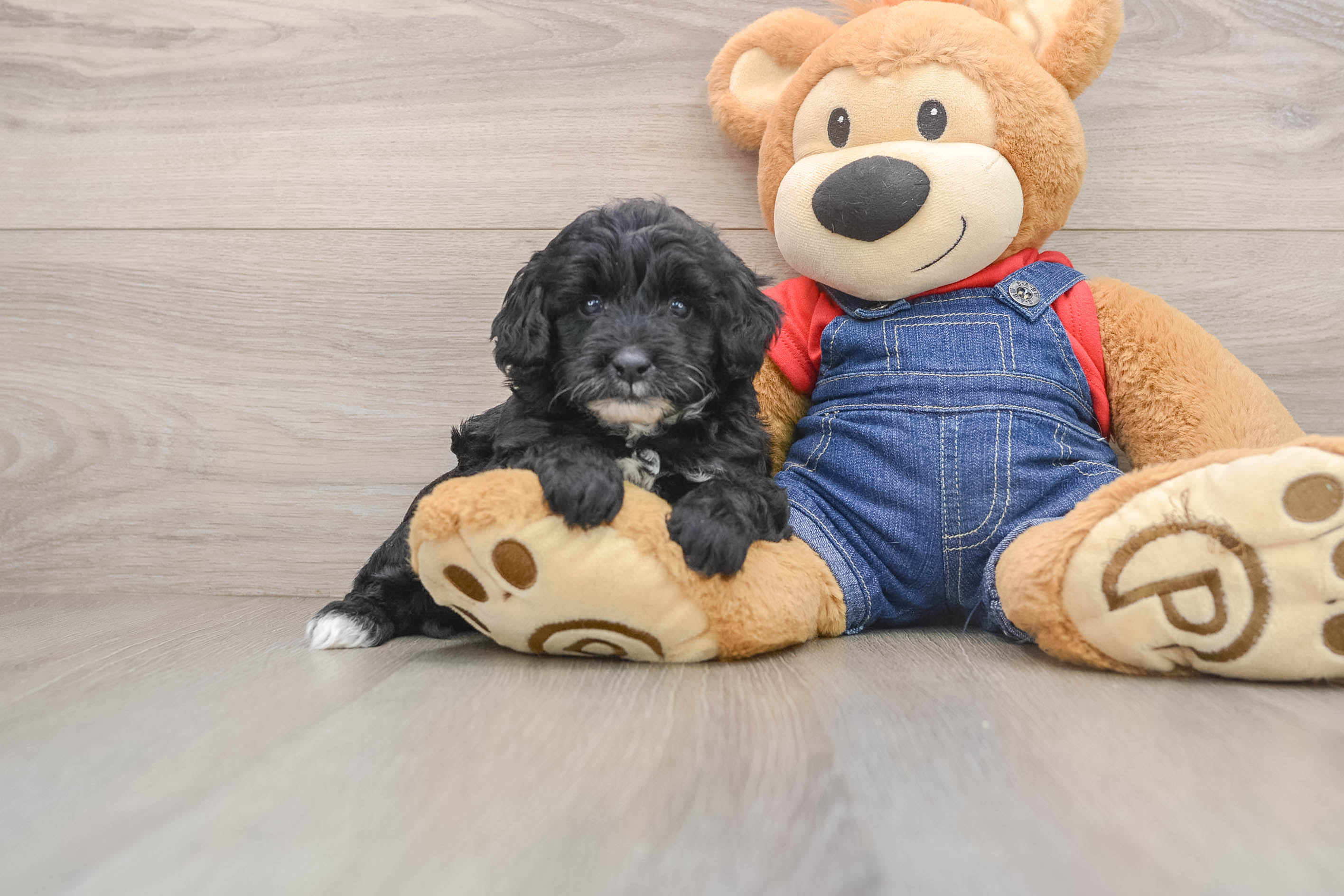 Mini Goldendoodle Puppy for Adoption
