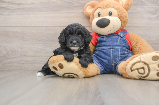 Mini Goldendoodle Puppy for Adoption