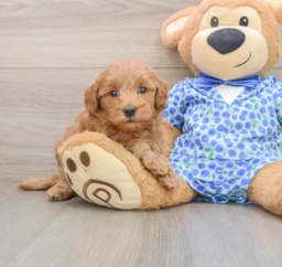 8 week old Mini Goldendoodle Puppy For Sale - Puppy Love PR