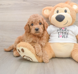 7 week old Mini Goldendoodle Puppy For Sale - Puppy Love PR