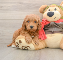 7 week old Mini Goldendoodle Puppy For Sale - Puppy Love PR