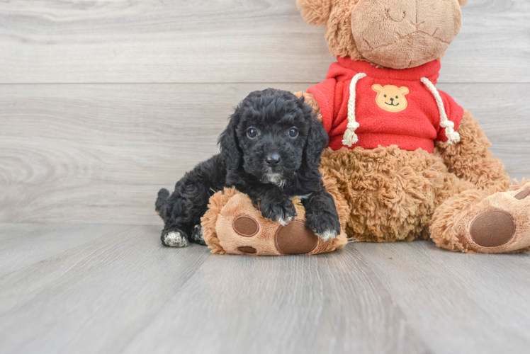 Meet Eminem - our Mini Goldendoodle Puppy Photo 1/3 - Puppy Love PR Funny Mini Goldendoodle Poodle Mix Pup