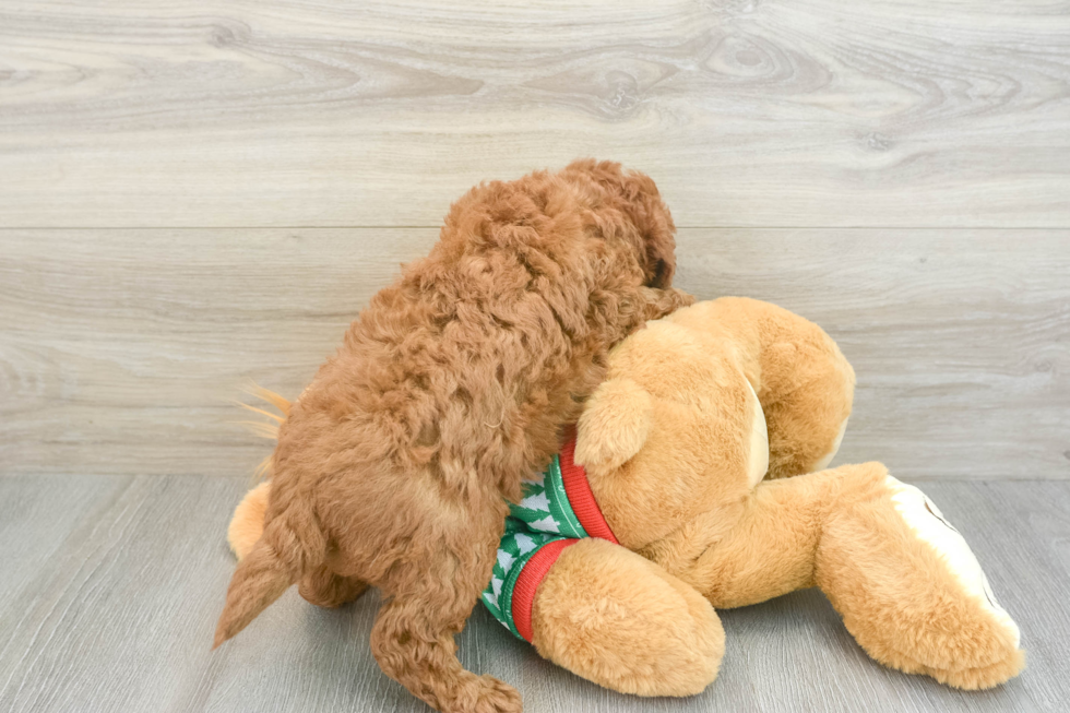 Mini Goldendoodle Pup Being Cute