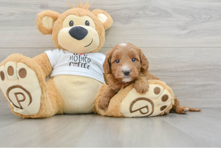 Meet Eminem - our Mini Goldendoodle Puppy Photo 1/3 - Puppy Love PR Mini Goldendoodle Pup Being Cute