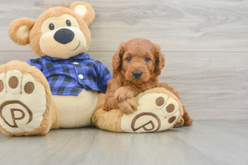 5 week old Mini Goldendoodle Puppy For Sale - Puppy Love PR
