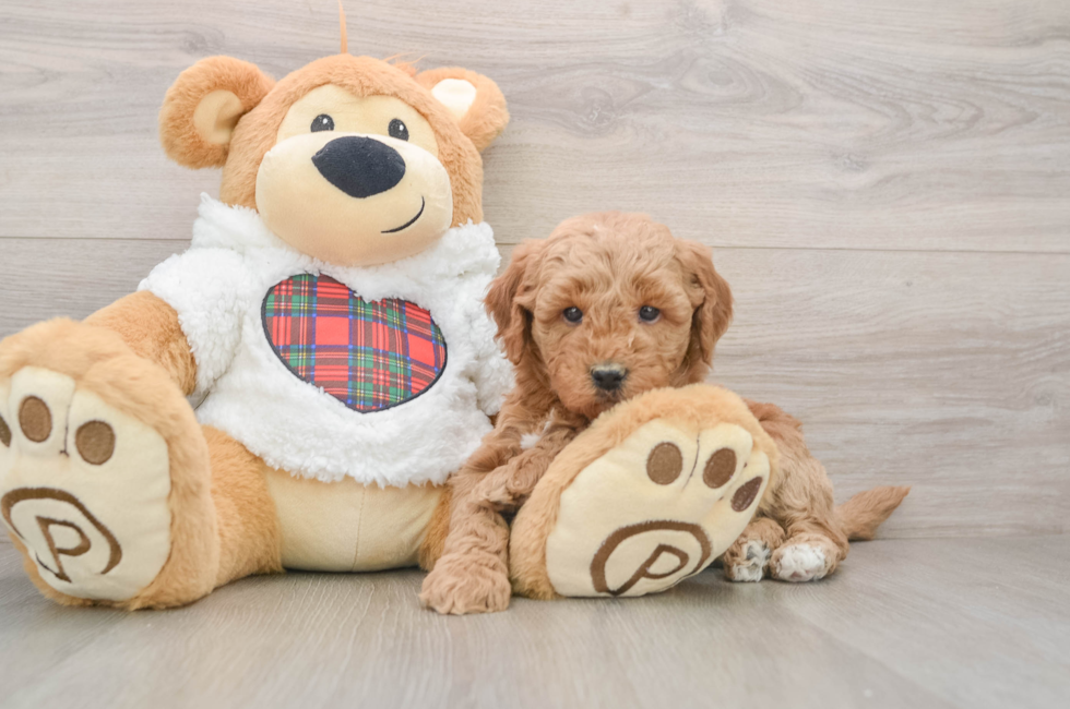 5 week old Mini Goldendoodle Puppy For Sale - Puppy Love PR