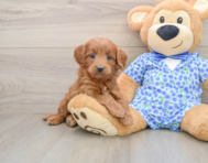 6 week old Mini Goldendoodle Puppy For Sale - Puppy Love PR