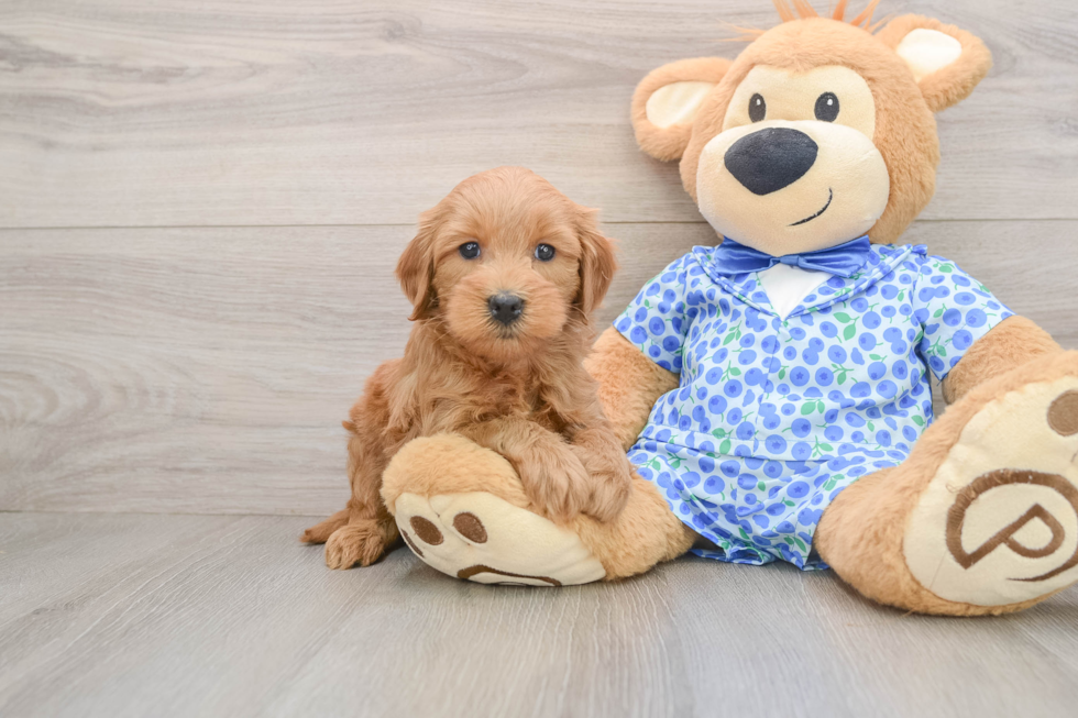 Mini Goldendoodle Puppy for Adoption