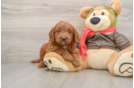 Mini Goldendoodle Pup Being Cute