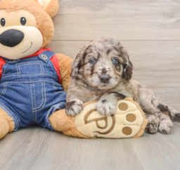 7 week old Mini Goldendoodle Puppy For Sale - Puppy Love PR
