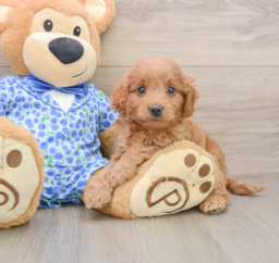 8 week old Mini Goldendoodle Puppy For Sale - Puppy Love PR