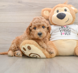 7 week old Mini Goldendoodle Puppy For Sale - Puppy Love PR