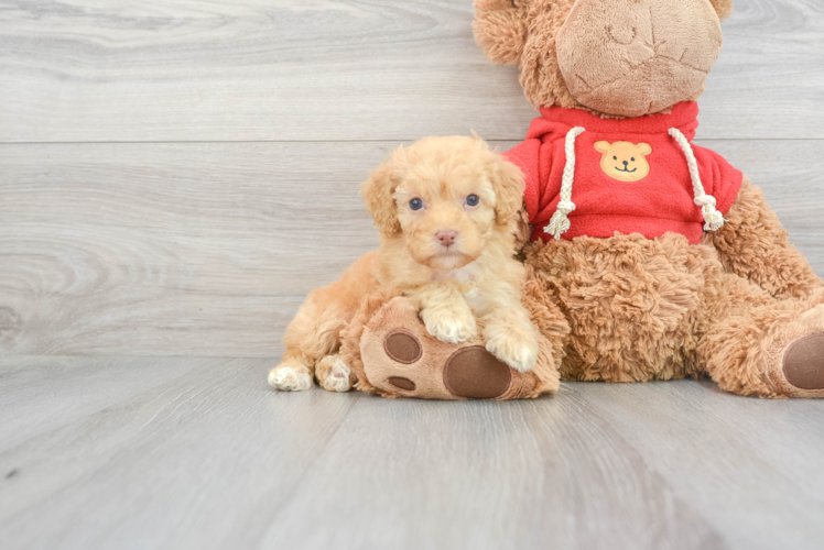 Meet Emjay - our Mini Goldendoodle Puppy Photo 1/3 - Puppy Love PR Mini Goldendoodle Puppy for Adoption