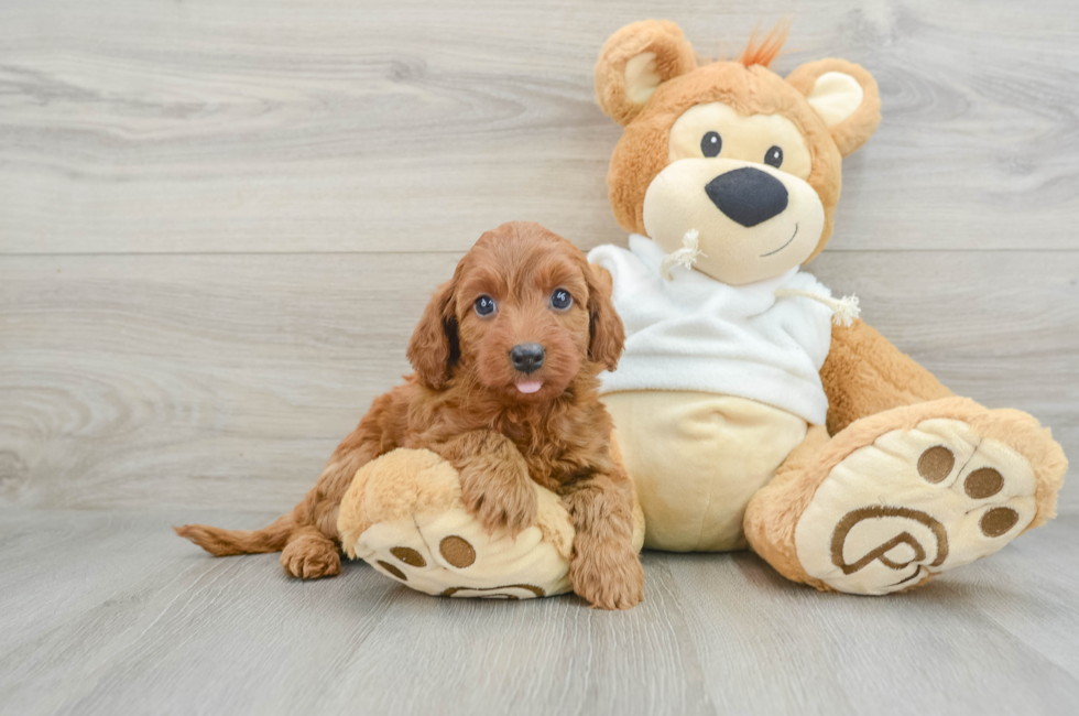 8 week old Mini Goldendoodle Puppy For Sale - Puppy Love PR