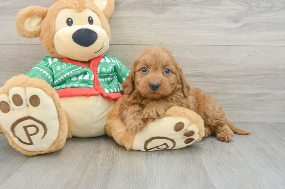 6 week old Mini Goldendoodle Puppy For Sale - Puppy Love PR