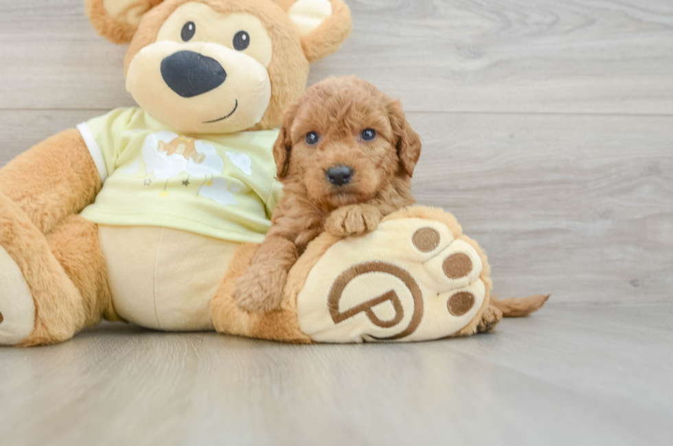 6 week old Mini Goldendoodle Puppy For Sale - Puppy Love PR