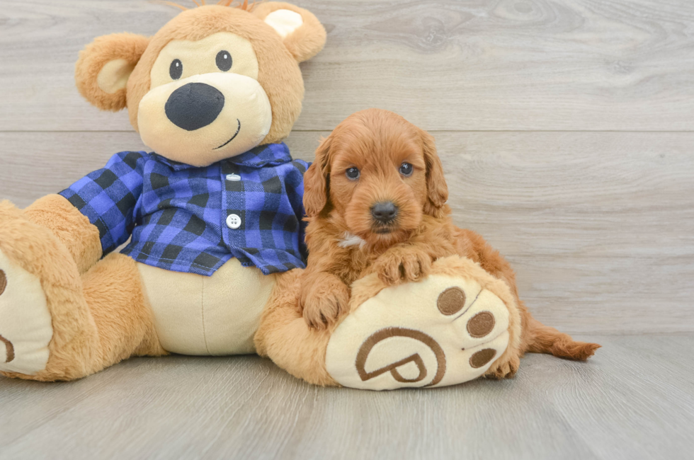 5 week old Mini Goldendoodle Puppy For Sale - Puppy Love PR