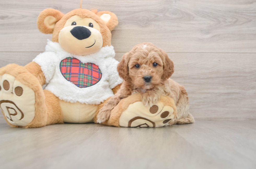 5 week old Mini Goldendoodle Puppy For Sale - Puppy Love PR