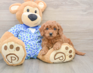 7 week old Mini Goldendoodle Puppy For Sale - Puppy Love PR