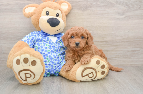 Adorable Golden Retriever Poodle Mix Poodle Mix Puppy