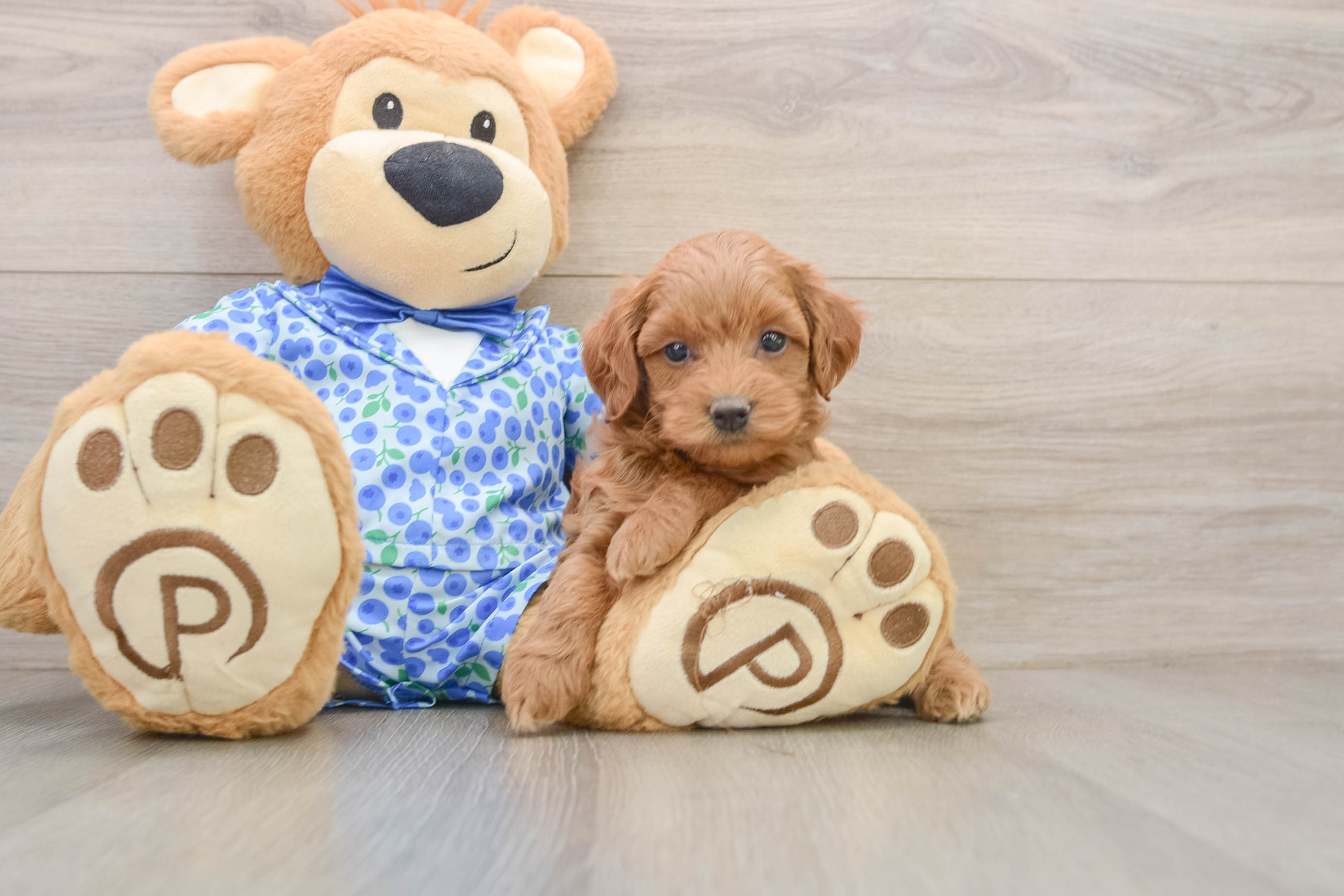 Happy Mini Goldendoodle Baby