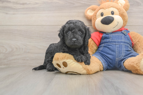 Hypoallergenic Mini Goldiepoo Poodle Mix Puppy