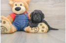Mini Goldendoodle Puppy for Adoption