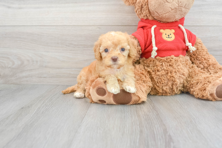 Meet Envy - our Mini Goldendoodle Puppy Photo 1/3 - Puppy Love PR Energetic Golden Retriever Poodle Mix Puppy
