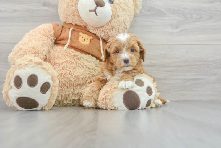 Meet Envy - our Mini Goldendoodle Puppy Photo 1/3 - Puppy Love PR Petite Mini Goldendoodle Poodle Mix Pup