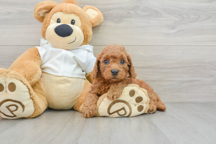 Meet Envy - our Mini Goldendoodle Puppy Photo 1/3 - Puppy Love PR Best Mini Goldendoodle Baby