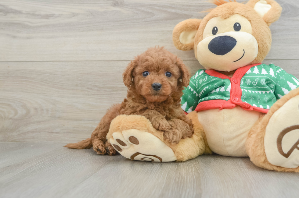 6 week old Mini Goldendoodle Puppy For Sale - Puppy Love PR